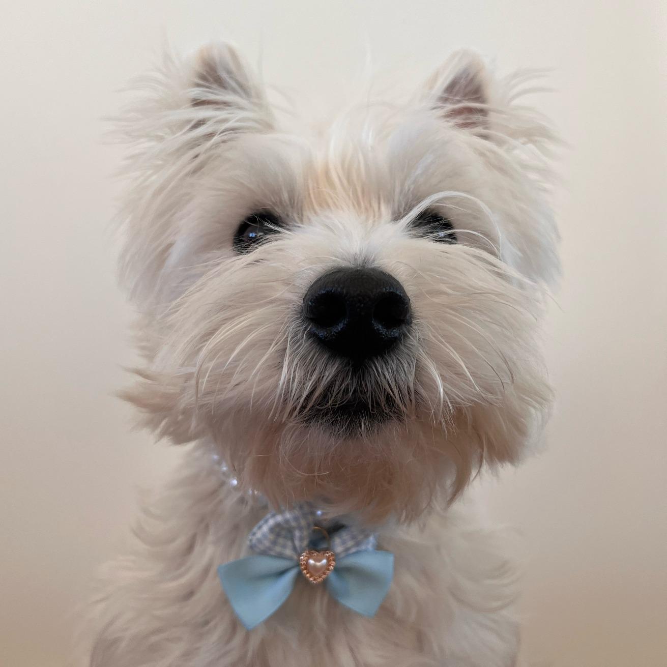 Princess Pearl Pet Necklace – Lavender Bow with Heart Charm | Pastel Pet Jewelry for Dogs & Cats