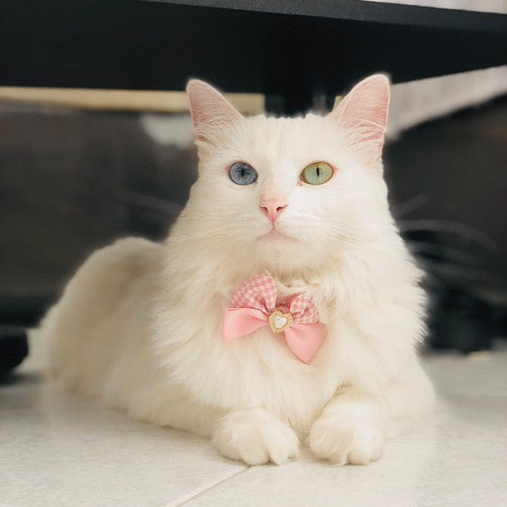 Princess Pearl Pet Necklace – Blue Bow with Heart Pearl Pendant | Cute Pet Accessory