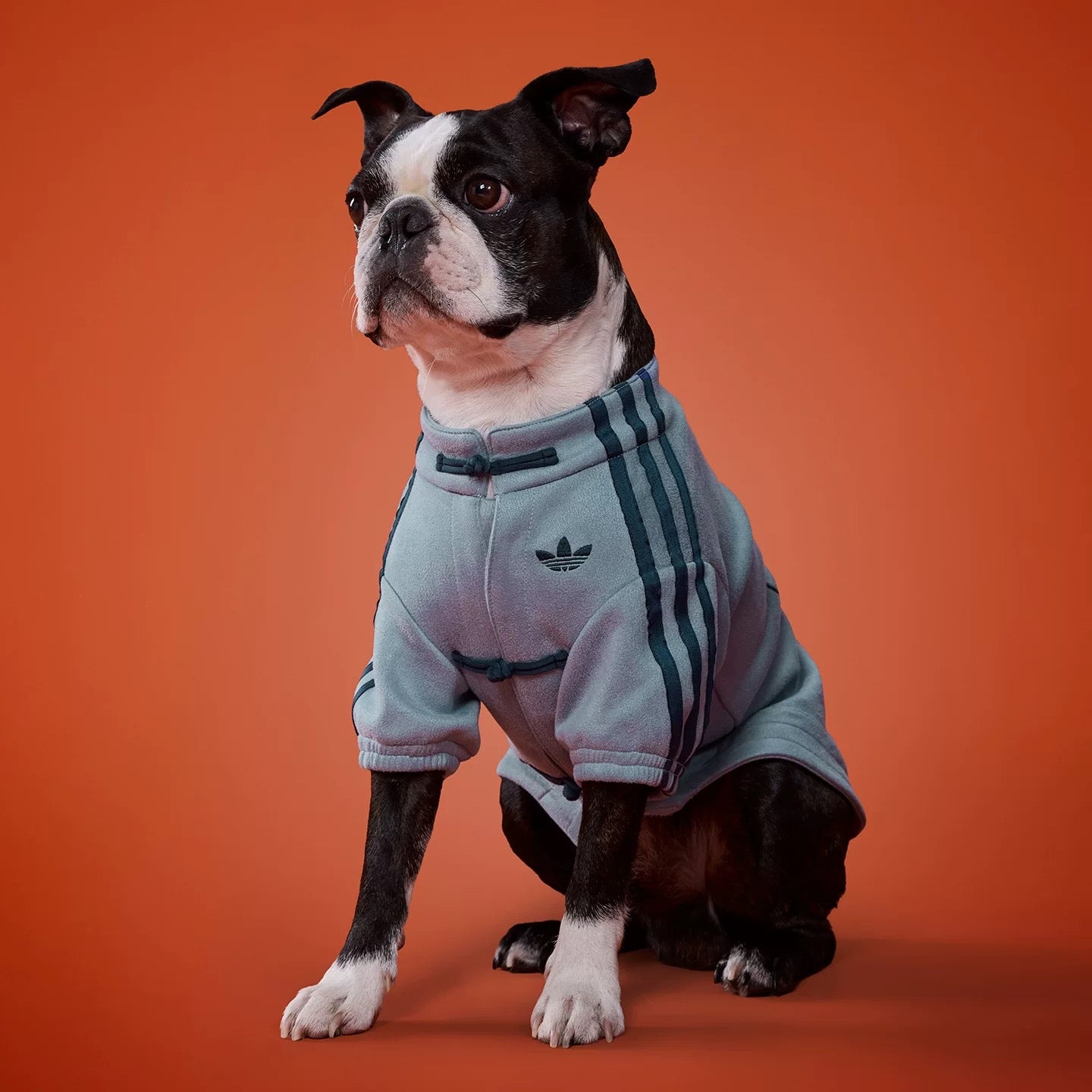 Adidas Pets Chinese Style Jacket - Ash Grey
