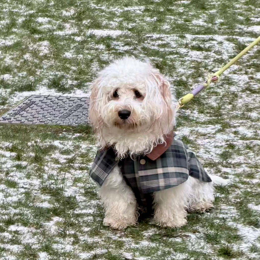 Handmade British Heritage Dog Coat — Olive Classic Field Edition