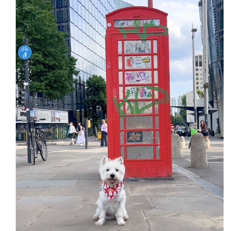 London Attitude Bandana - Unique Dog Signature Bandana