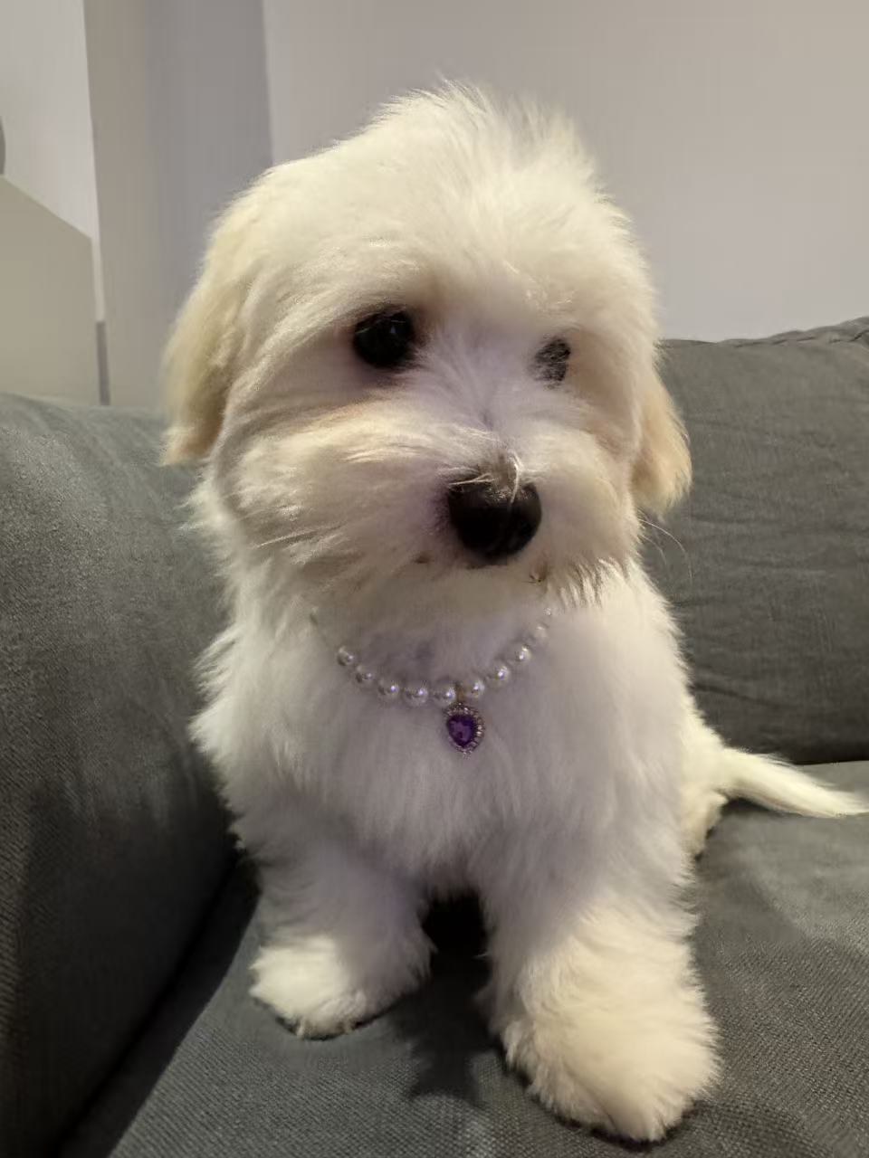 Royal Pearl Pet Necklace – Lavender Heart Charm | Chic & Cute Pet Jewelry