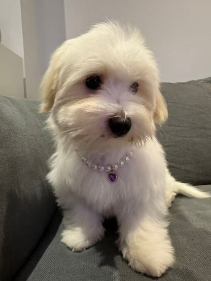 Royal Pearl Pet Necklace – Lavender Heart Charm | Chic & Cute Pet Jewelry