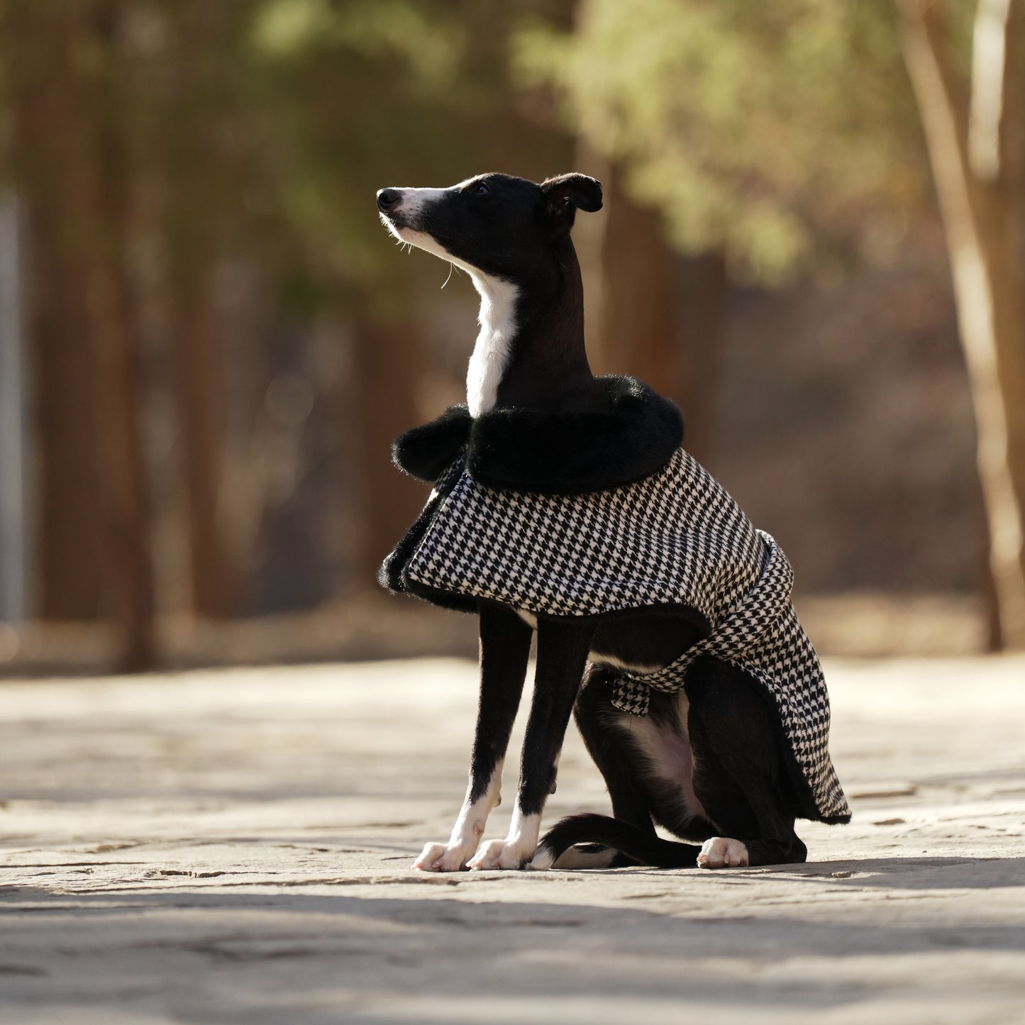 Unique Dog Fur coat - Premium Handcrafted