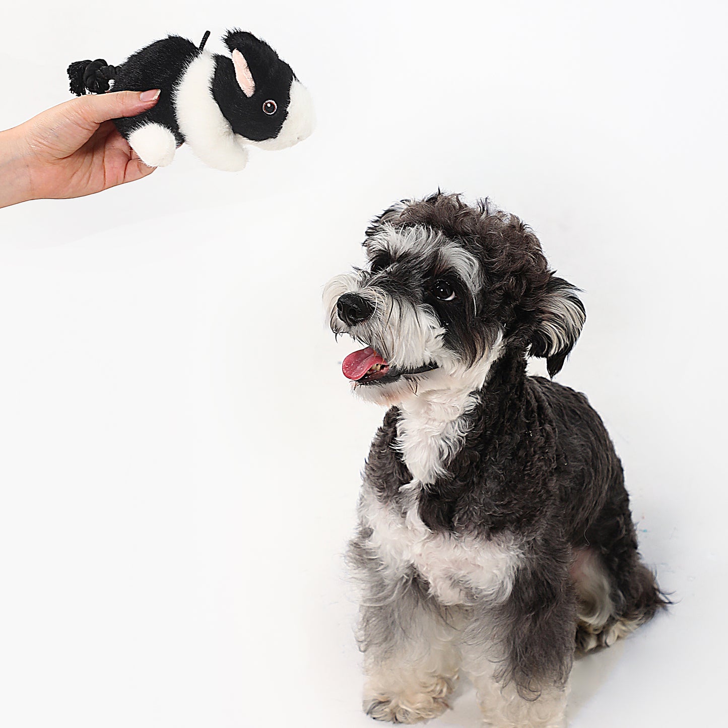 Mini Farm Rabbit Squeaky Dog Toy – Gentle Interactive Play