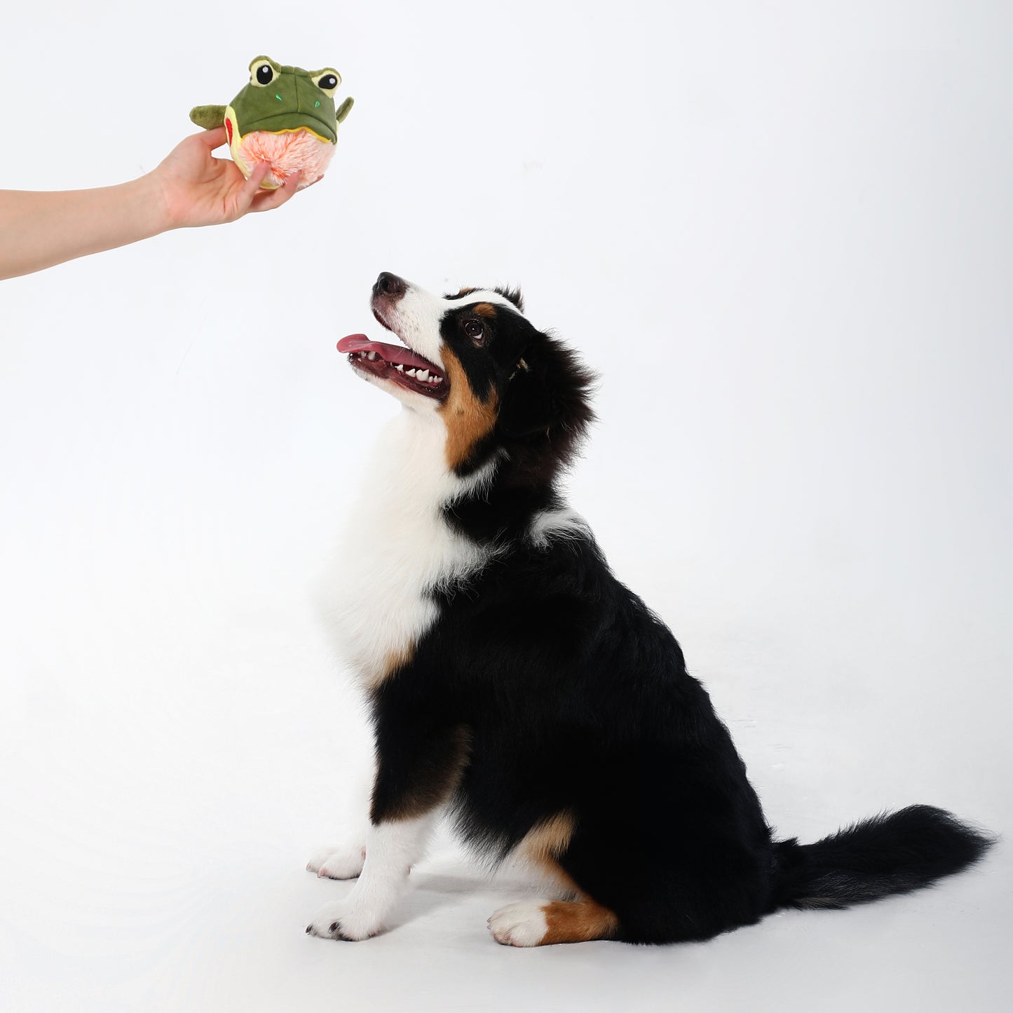 Big Mouth Frog Interactive Treat-Hiding Dog Toy