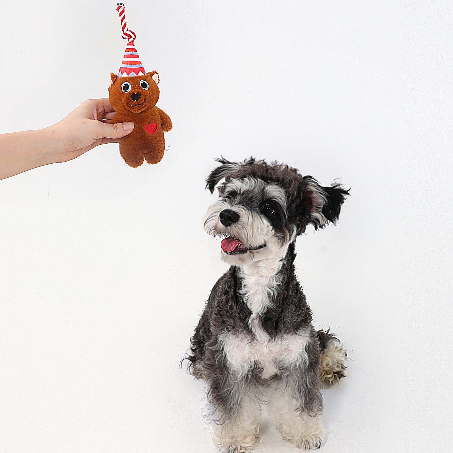 Birthday Dog Toy Series – Play, Chew & Celebrate