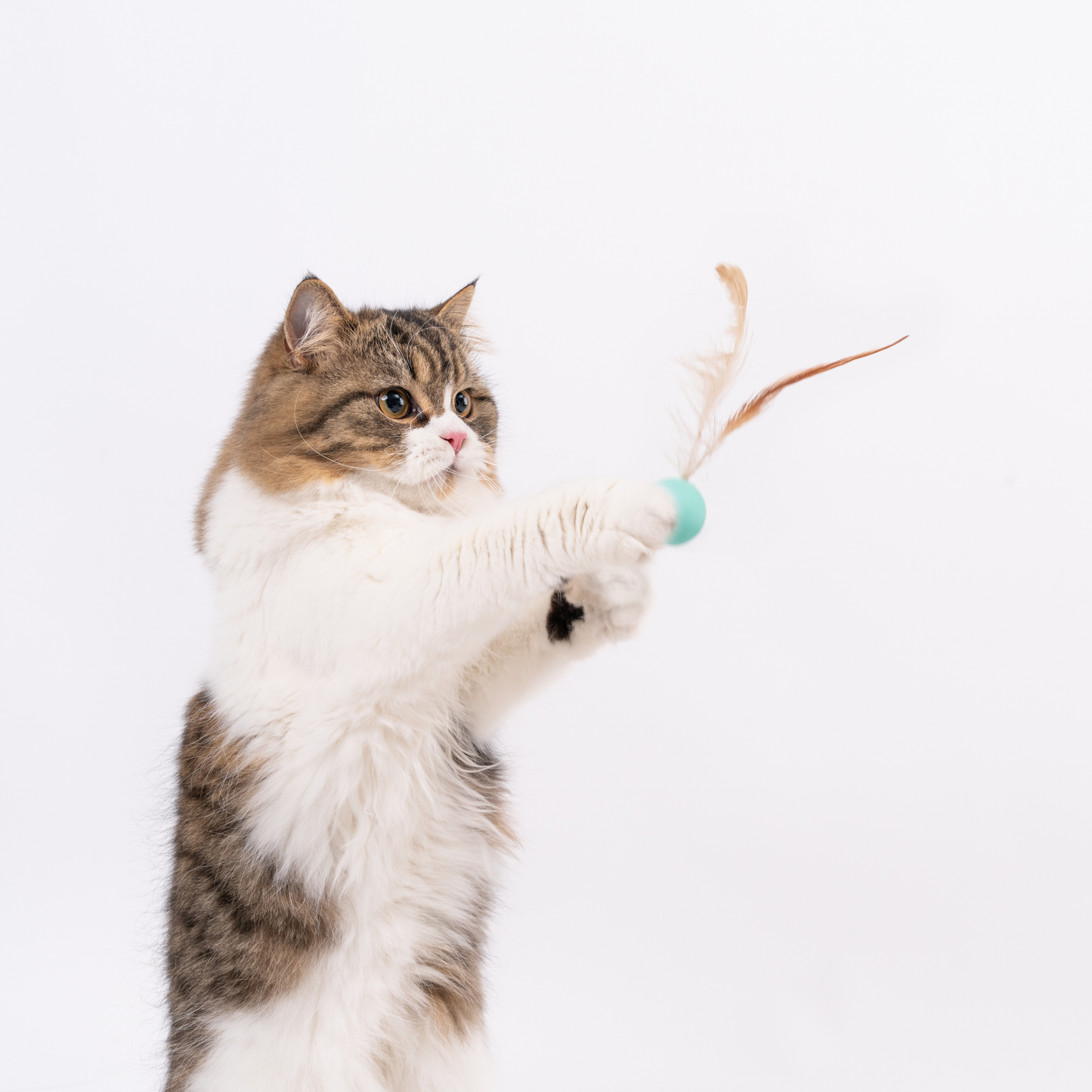pidan Cat Toy Bouncy Ball & Feather Set (3-Pack)