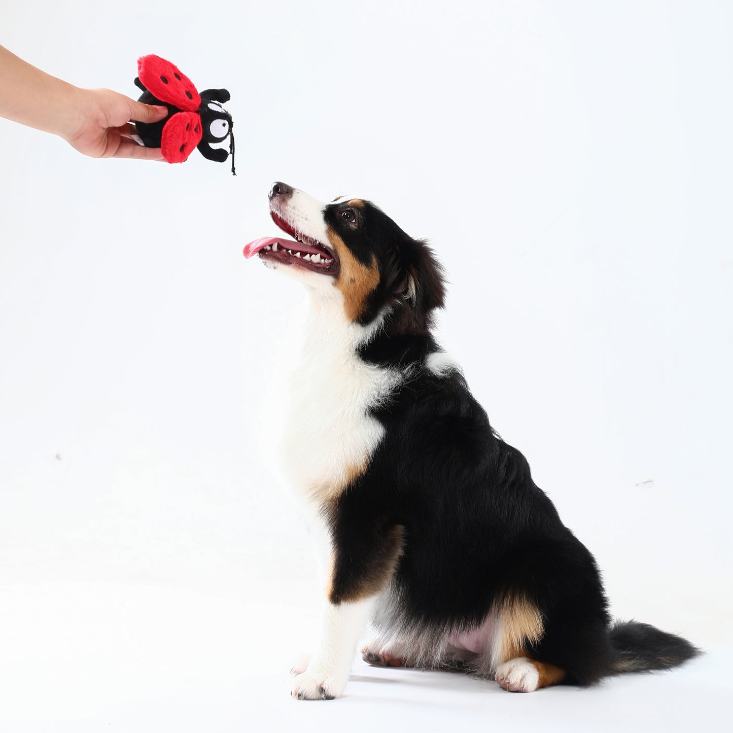 Ladybird Squeaky Dog Toy – Interactive Play