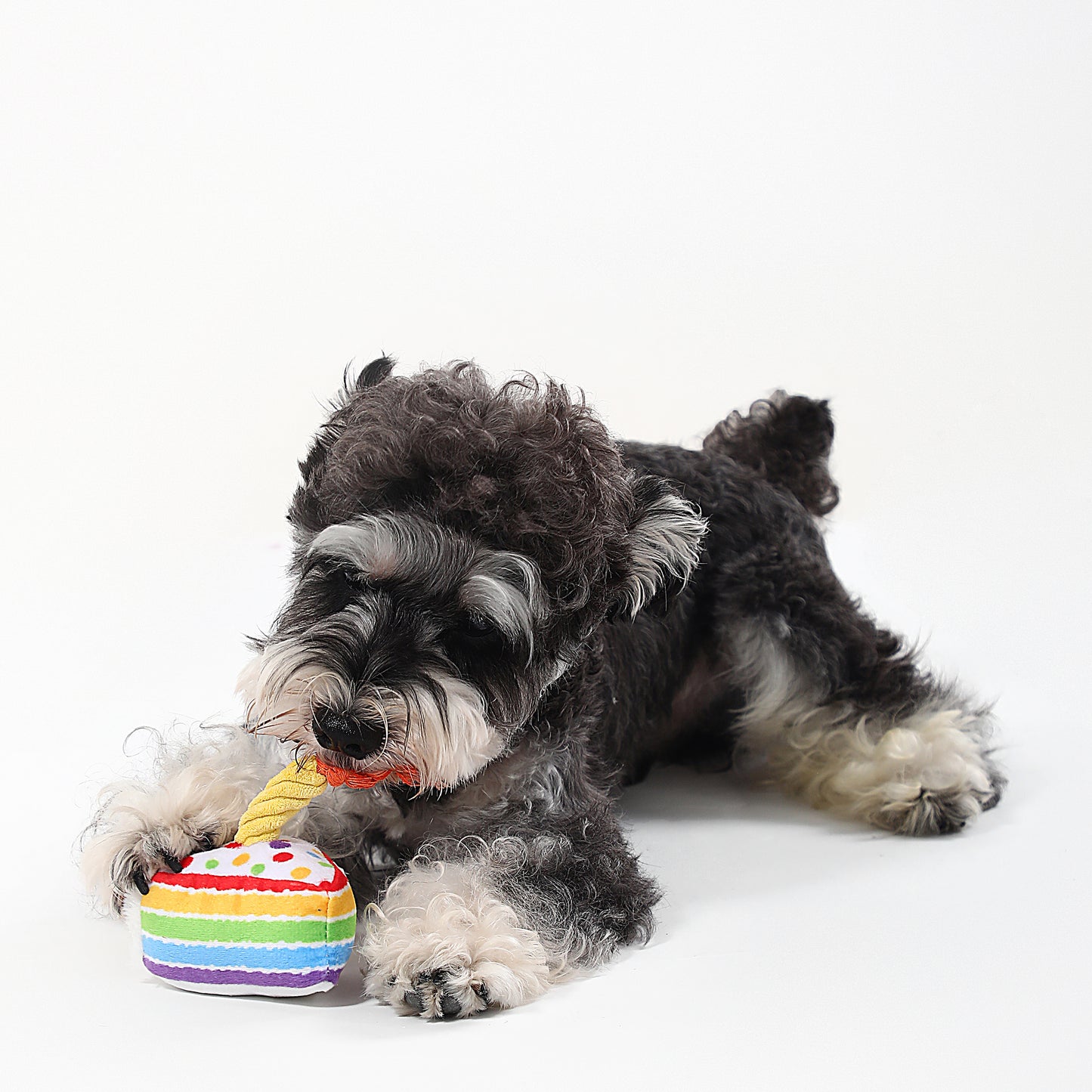 Birthday Dog Toy Series – Play, Chew & Celebrate