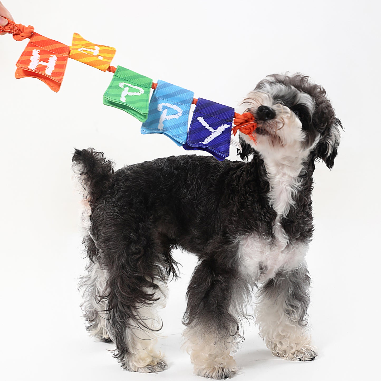 Birthday Dog Toy Series – Play, Chew & Celebrate