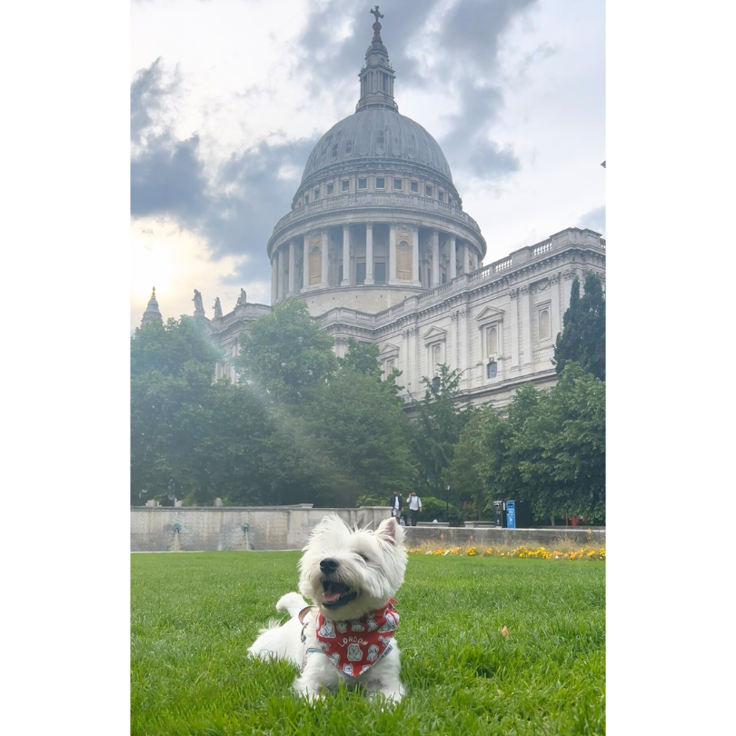 London Attitude Bandana - Unique Dog Signature Bandana