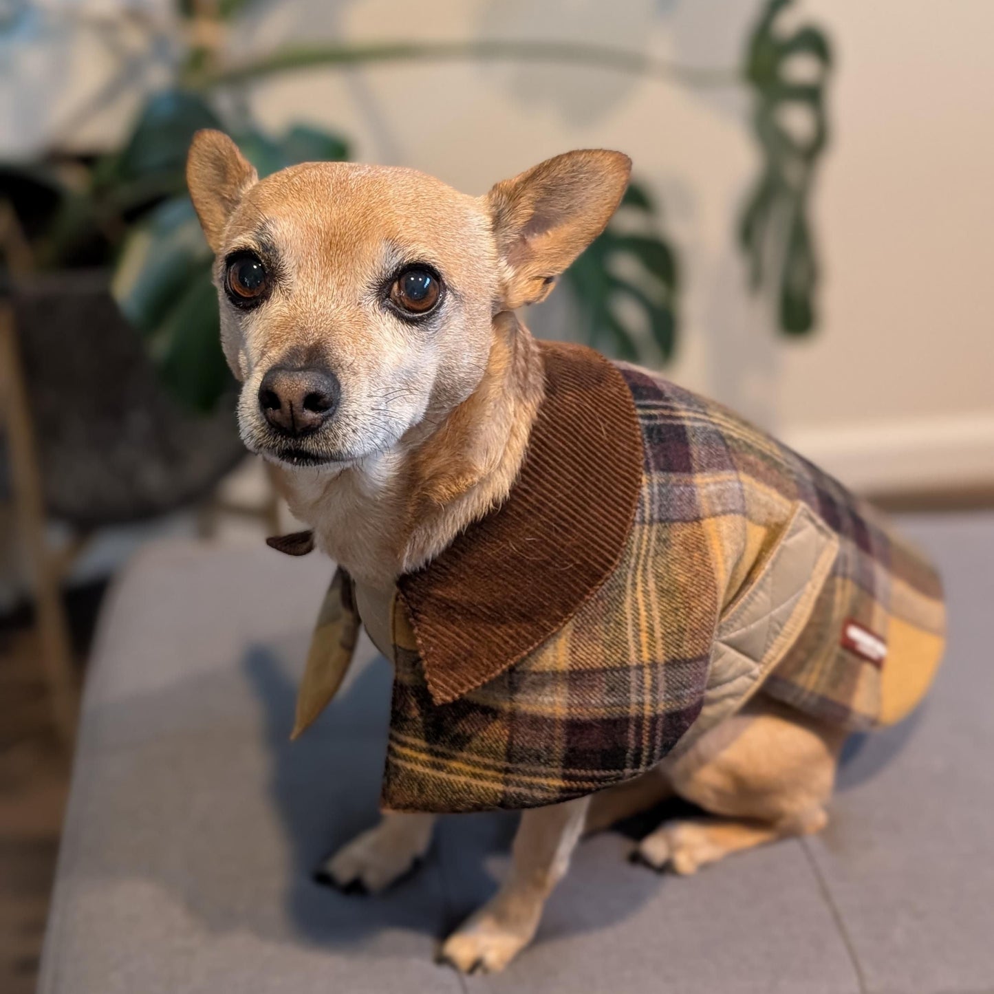 Unique Dog Vintage - Yellow Tweed Coat