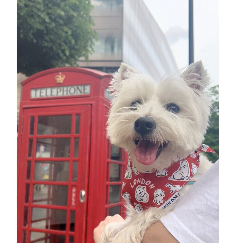 London Attitude Bandana - Unique Dog Signature Bandana