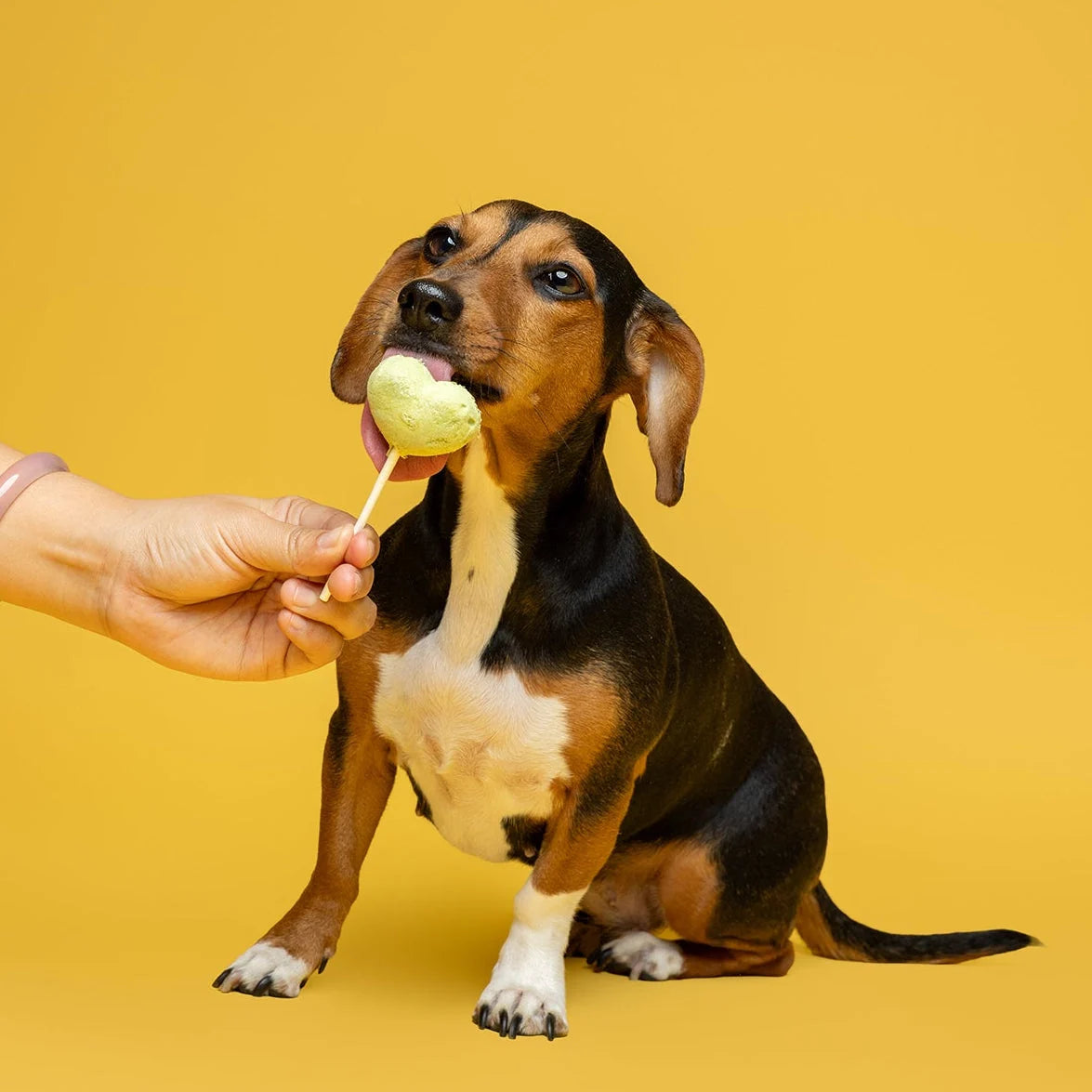 Freeze Dried Duck and Pumpkin Lollipop