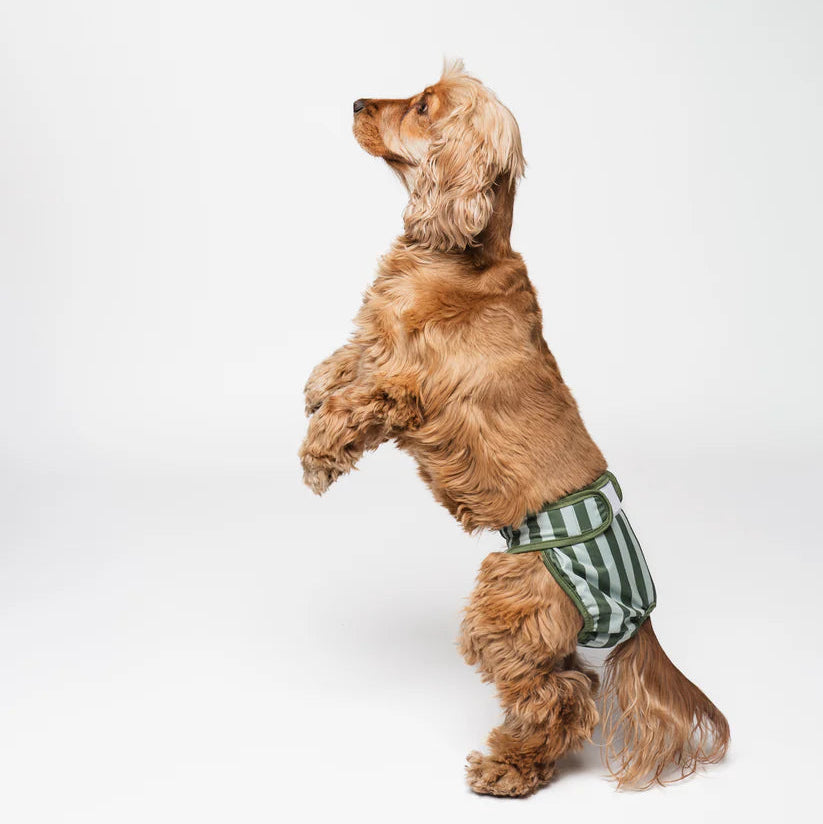 Dog Period Panties Stripes