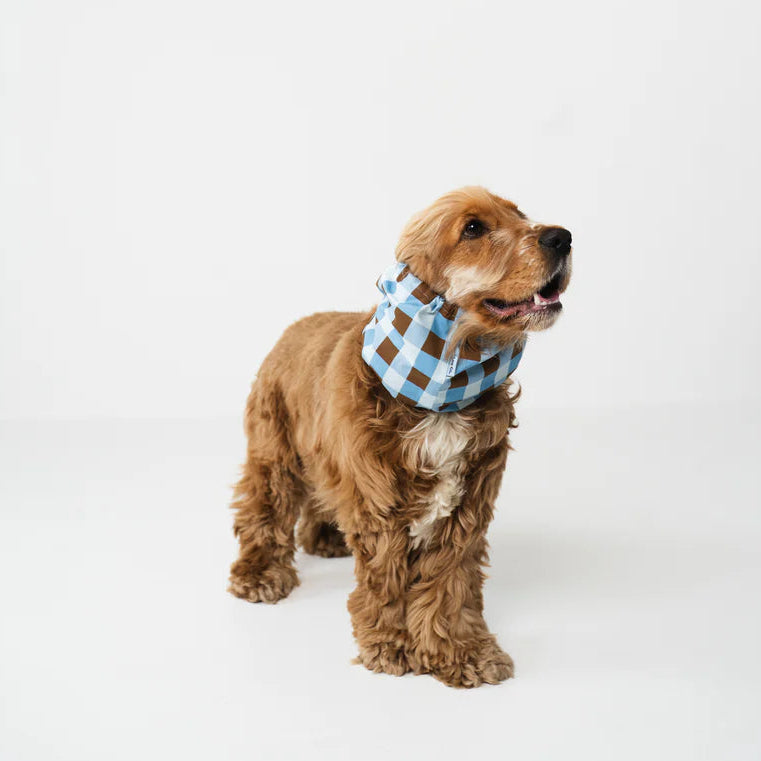 Dog Snood Blue Checkered