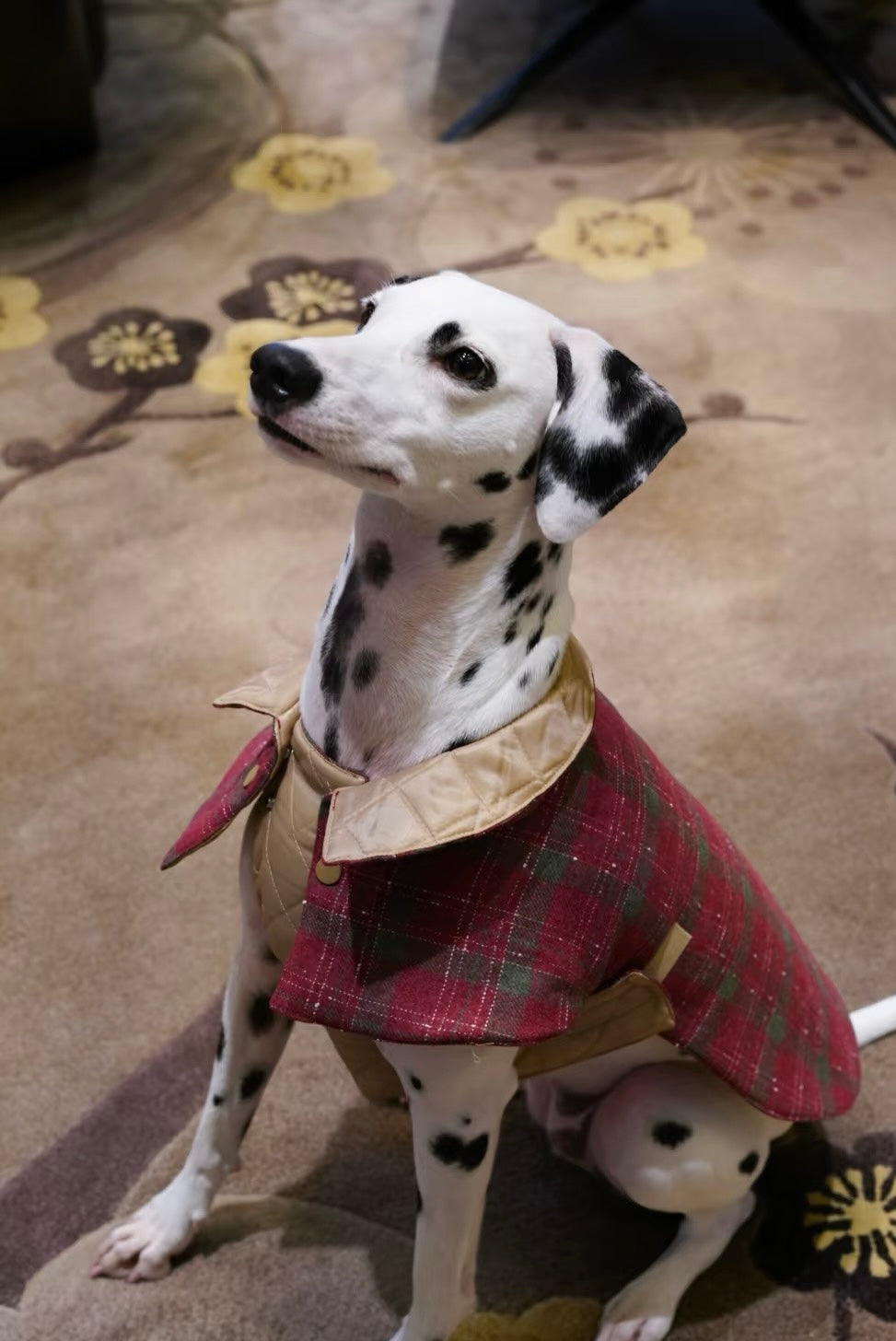 Premium Handcrafted Padded Dog Coat