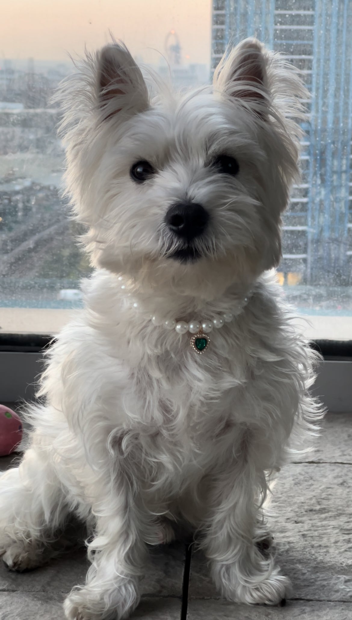 Royal Pearl Pet Necklace – Emerald Heart Charm | Luxury Look for Pets