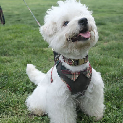 Countryside Field - Sherwood Harness