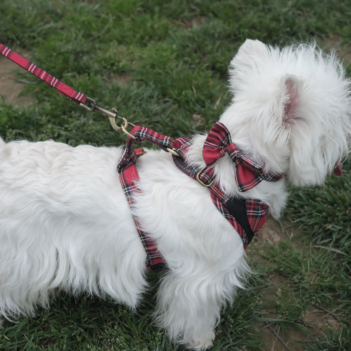 Countryside Field - Windsor Harness
