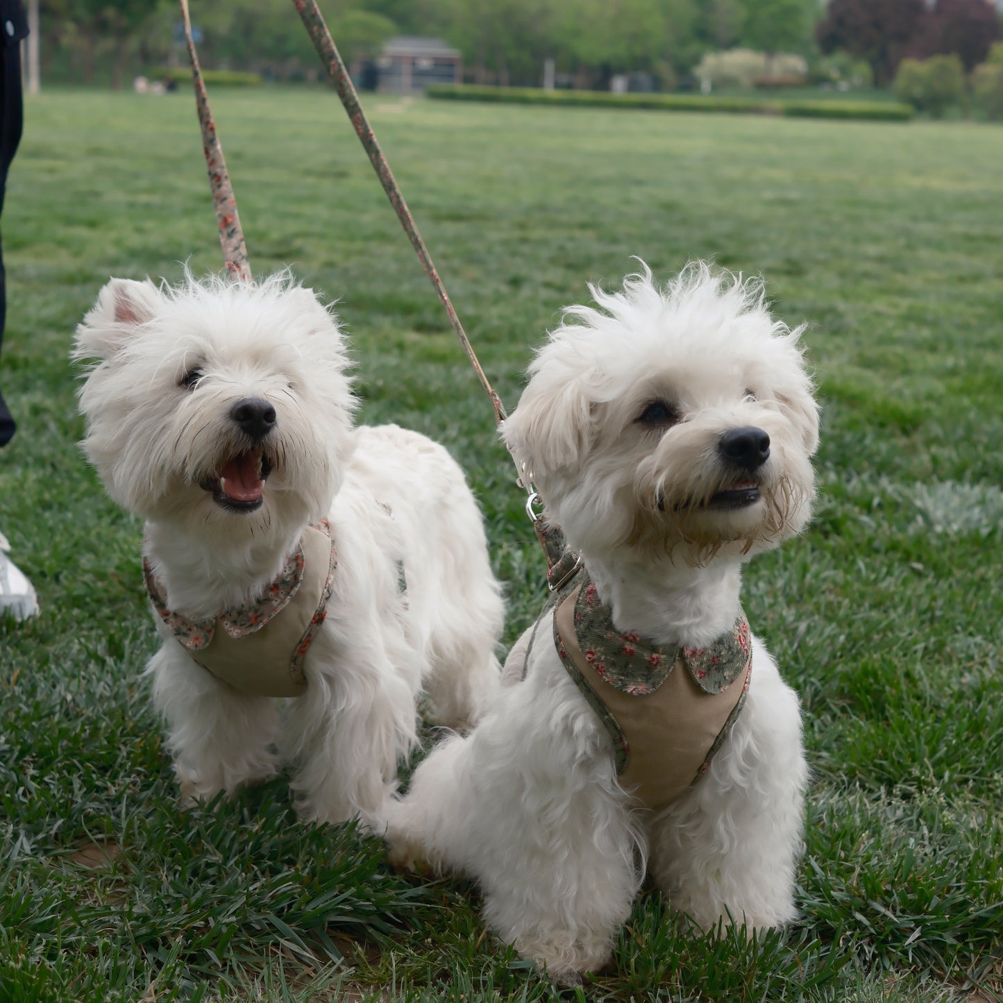 Countryside Garden - Highclere Harness