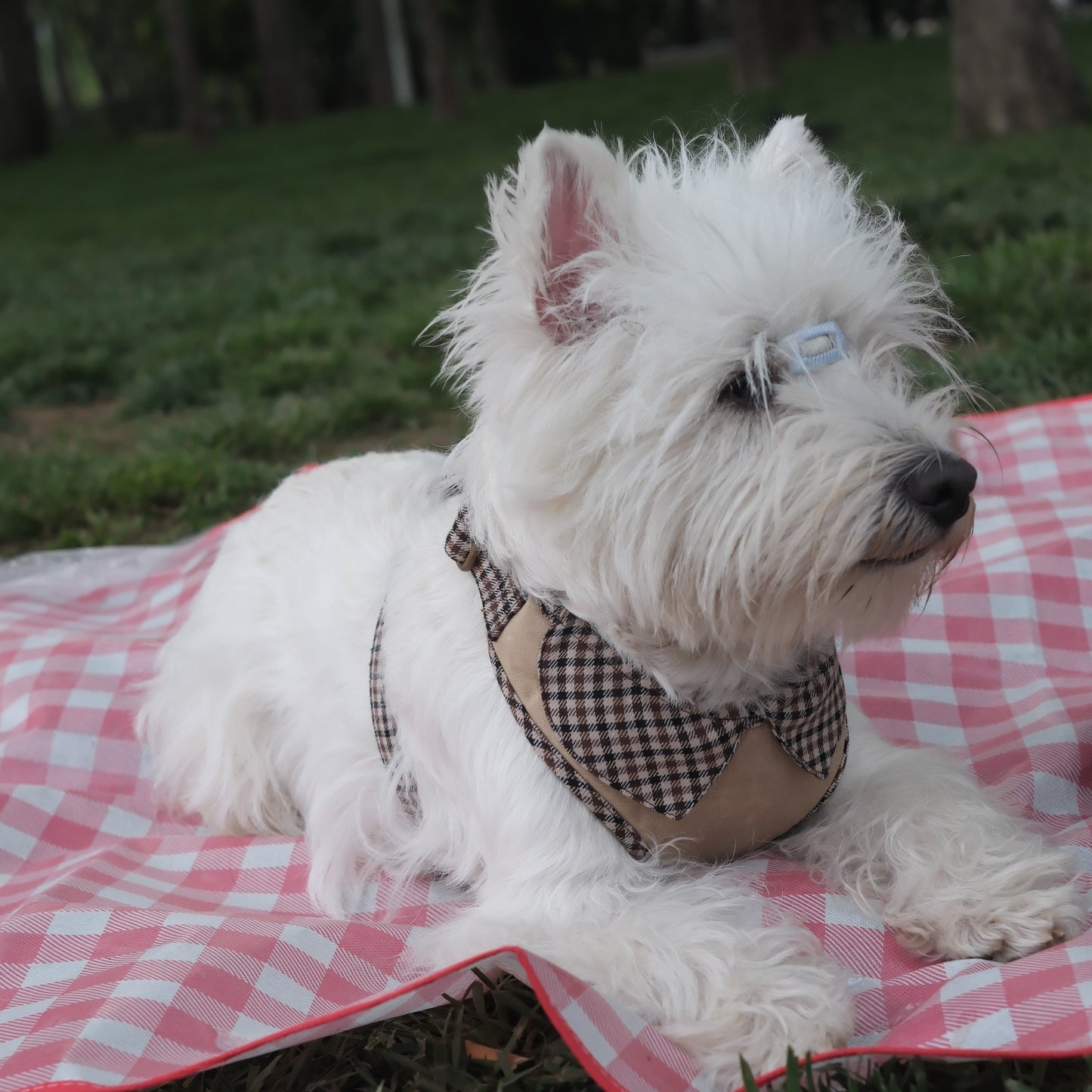 Countryside Field - Cardiff Harness