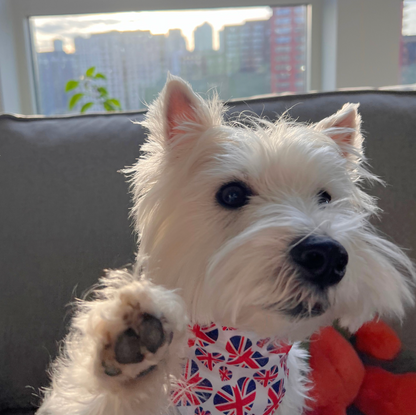 Union Jack Scatter Pet Bandana - Playful British Flair