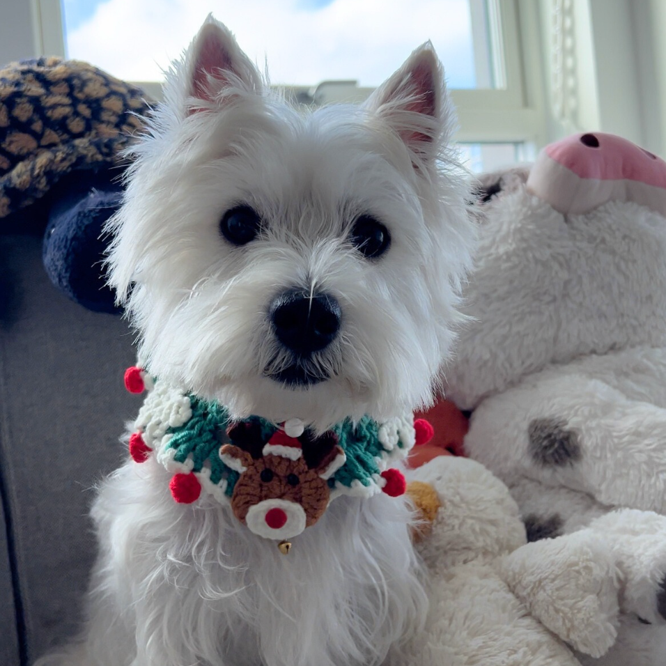 Enchanted Reindeer Festive Bandana