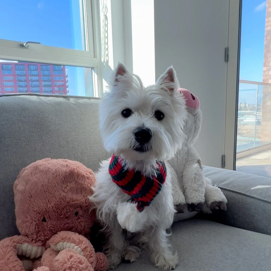 Holiday Hues Striped Pet Scarf