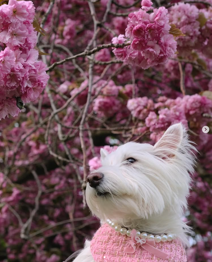 Chanel-Inspired Pearl Pet Bib – Pink Elegance for Small Dogs & Cats