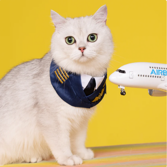 Momoji Air - Pilot | Pet Bib