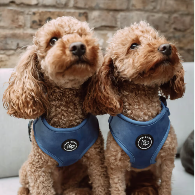 Midnight Blue Velvet Dog Harness