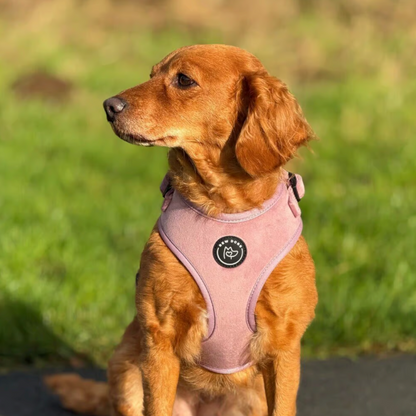 Rose Velvet Dog Harness
