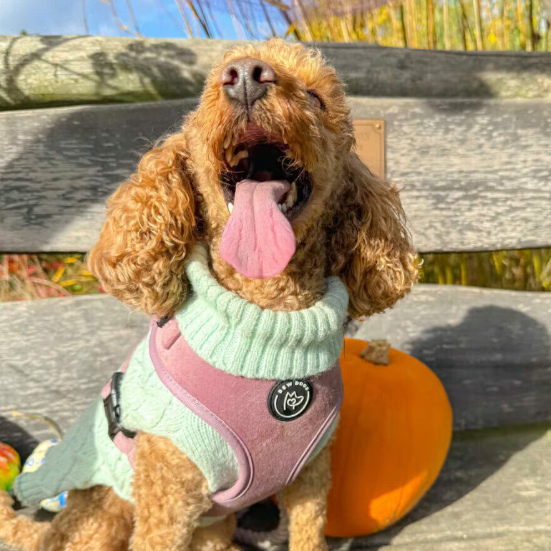 Rose Velvet Dog Harness