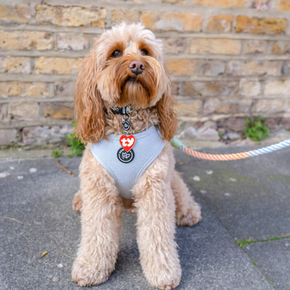 Herringbone Dog Harness - Sky Blue