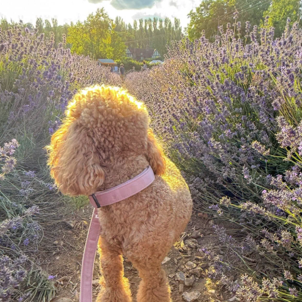 Rose Velvet Dog Collar