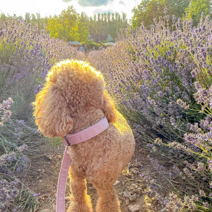Rose Velvet Dog Collar