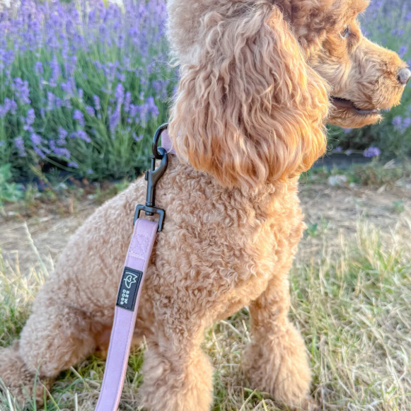Rose Velvet Dog Lead