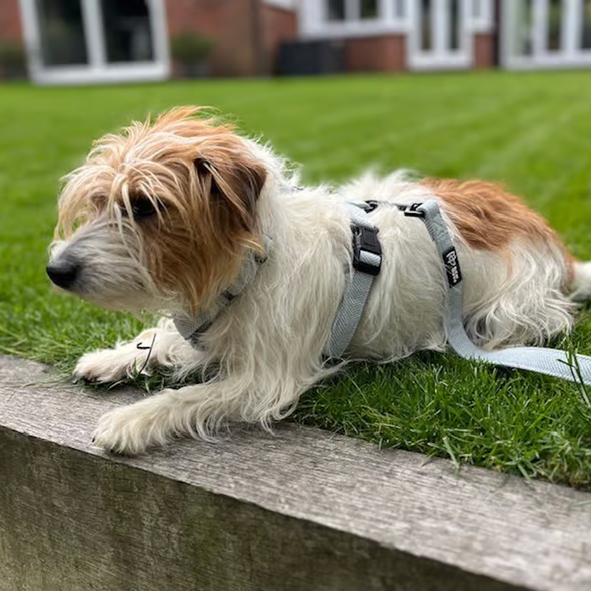 Herringbone Air Dog Harness