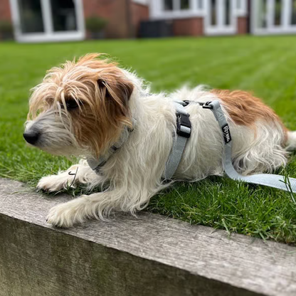 Herringbone Air Dog Harness