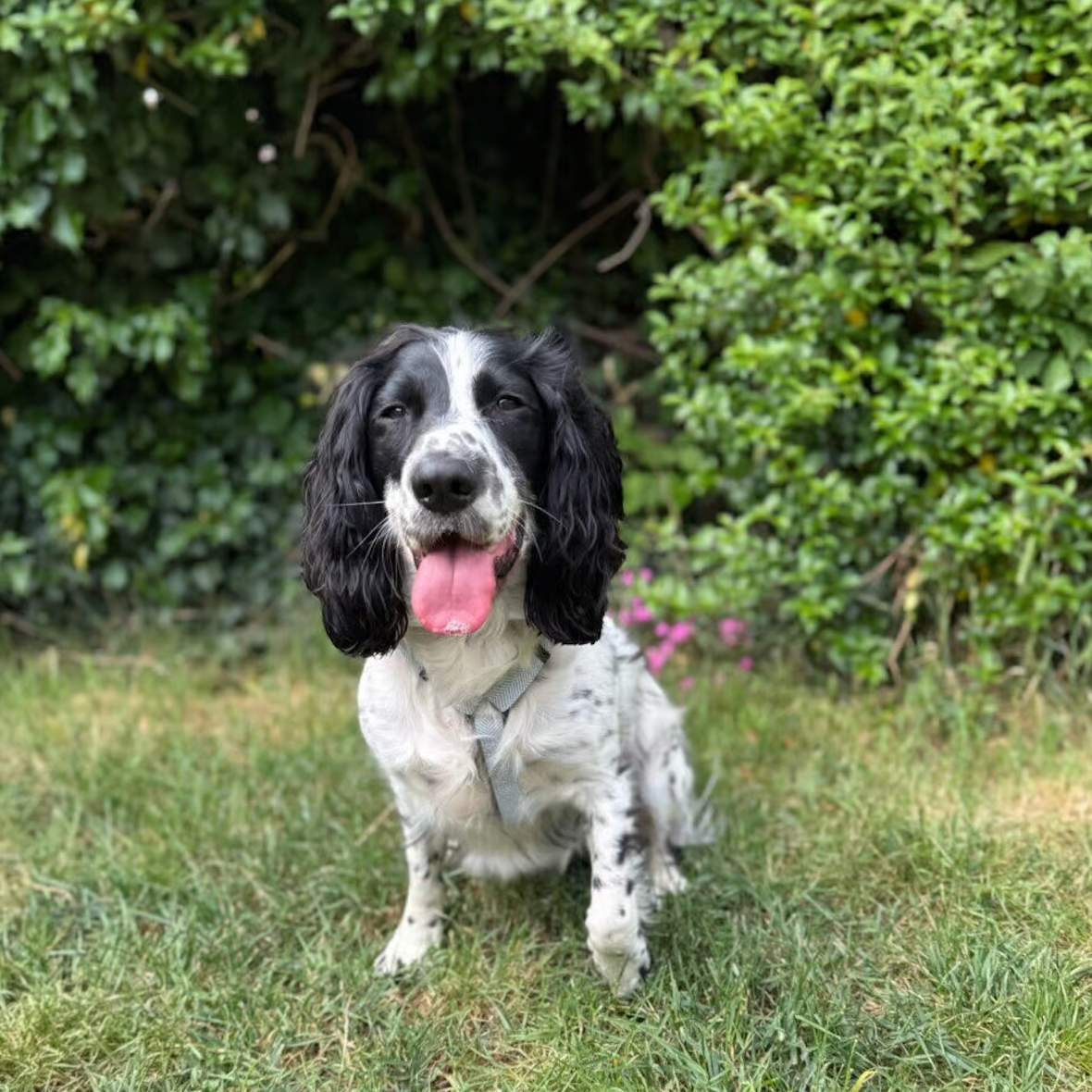 Herringbone Air Dog Harness