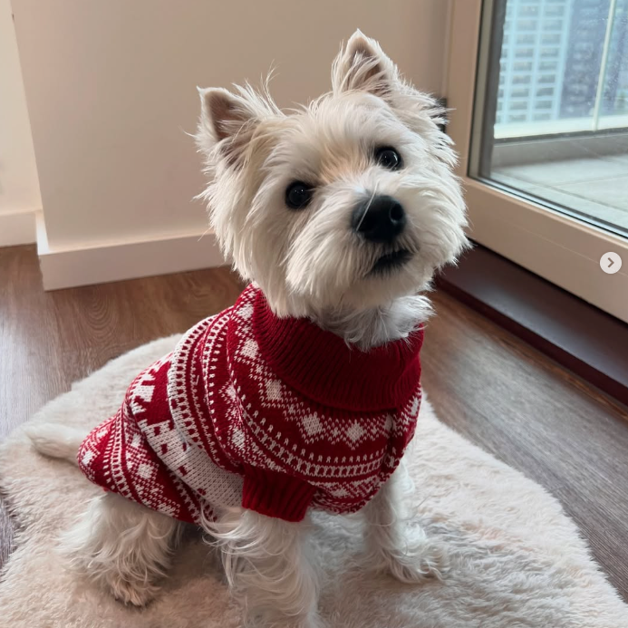 Xmas Pet Jumper - Red Nordic Knit Jumper