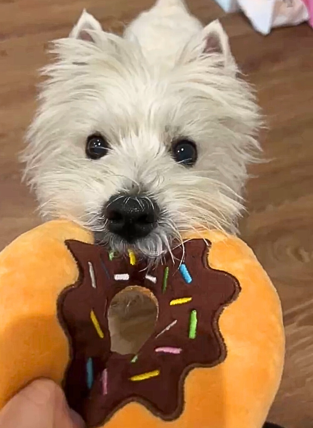 "Squeaky Sweet Treat" Donut Toy