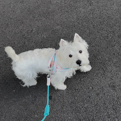 Harness without Matching Leash - Pastel Pink and Yellow