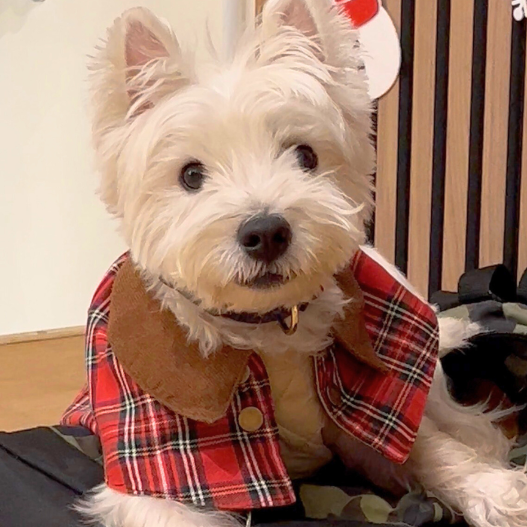 Unique Dog British Red Tartan Coat