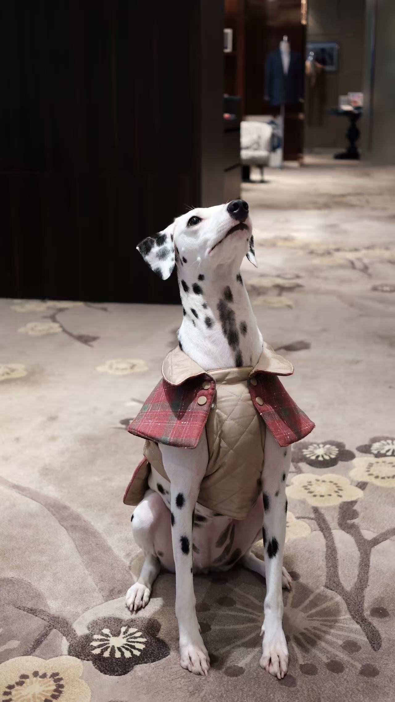 Premium Handcrafted Padded Dog Coat